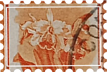 Orquideas 2