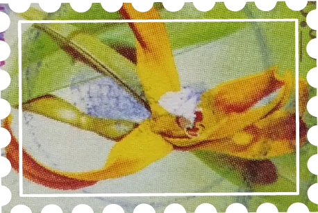 Orquideas 4
