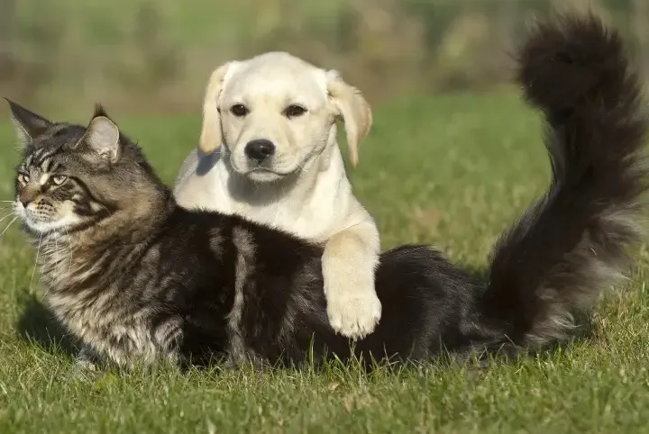 gato y perro en un prado