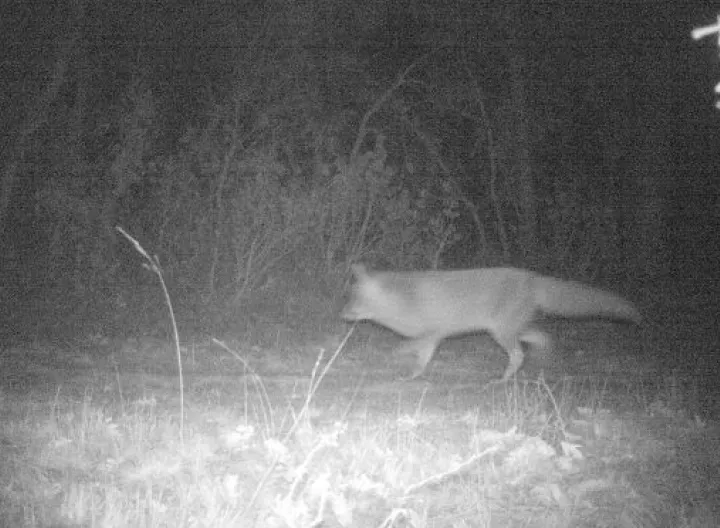 Decodificando la Biodiversidad es una alternativa innovadora que busca dar a conocer la variedad en fauna y flora de la vereda Yerbabuena, por medio de la instalación de 12 cámaras trampa en los cerros, haciendo uso del fototrampeo como una herramienta que permite que el equipo investigador reúna imágenes de manera automática por medio de los sensores de movimiento