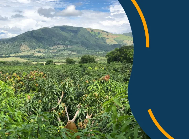 Plantación de mangos ruta del mango