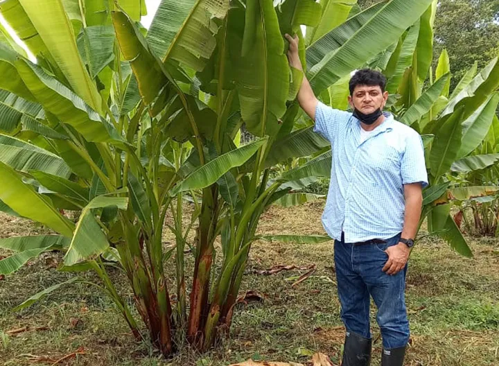 Estudio de fibra de abacá impulsa el desarrollo económico del Urabá antioqueño