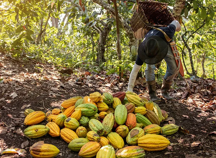 “Cacao For Peace”, un proyecto con impacto social para el agro colombiano