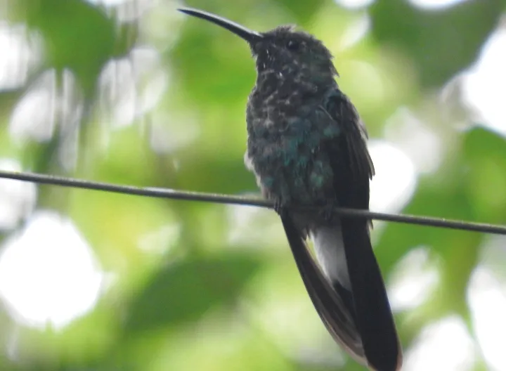 Foto de pajaro en arbol