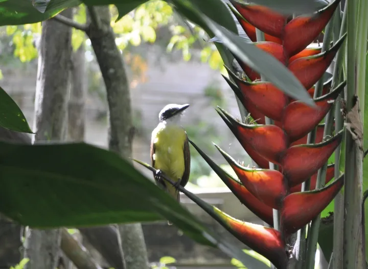 Pajaro en bosque