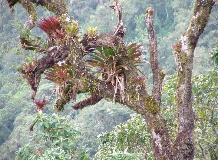 Supatá-Colombia ©Jaime Bernal-Hadad