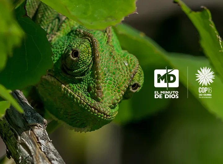 Iguana