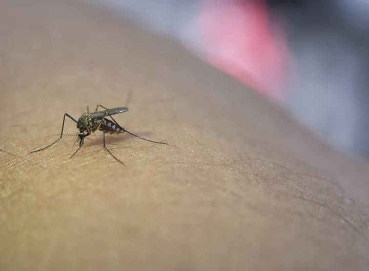 Mosquito transmisor de la Fiebre Amarilla