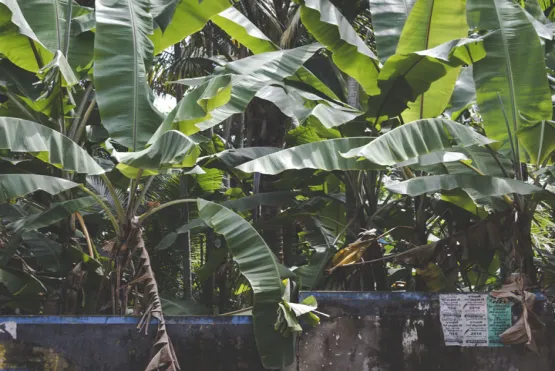 Las bananeras, fuente de ingreso de muchas mujeres víctimas del conflicto en el Urabá
