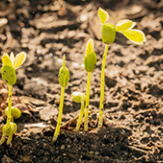 Técnico_Laboral_por_Competencias_en_Gestión_Agroambiental_UNIMINUTO